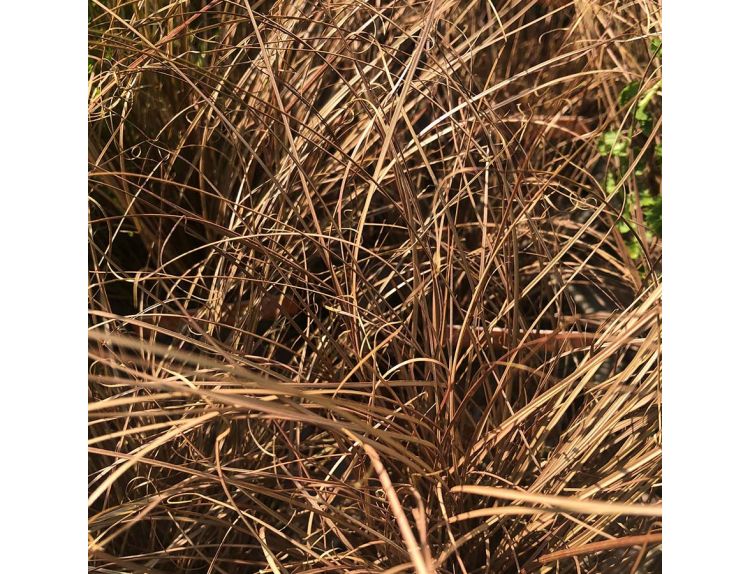 Carex comans Bronze 11cm pot