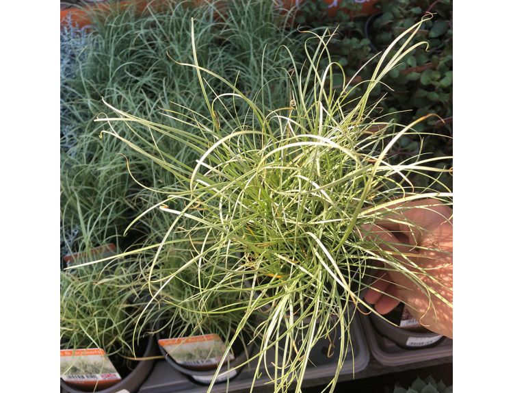 Carex Frosted Curls 11cm pot