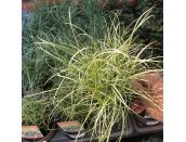 Carex Frosted Curls 11cm pot