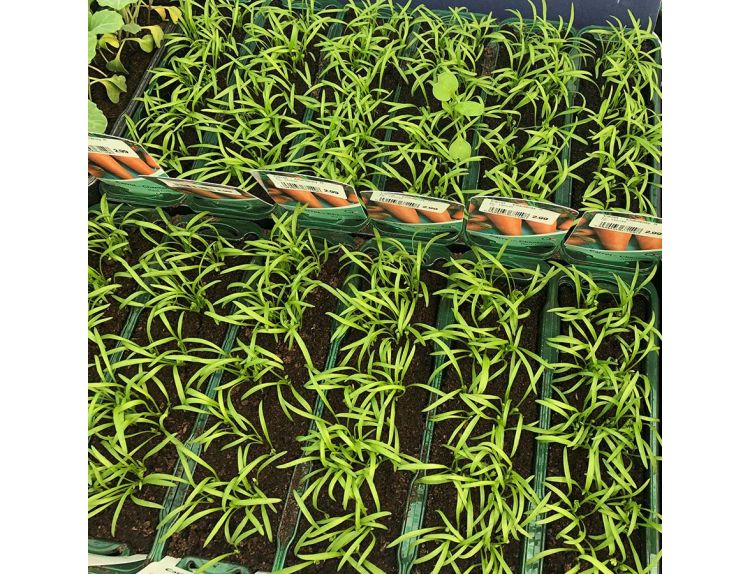 Carrot Chantenay Red Cored 15cm Strip of Seedlings