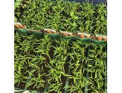 Carrot Chantenay Red Cored 15cm Strip of Seedlings