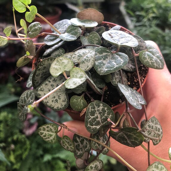 Ceropegia woodii 'Variegata' - image 1