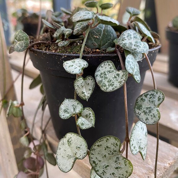 Ceropegia woodii 'Variegata' - image 2