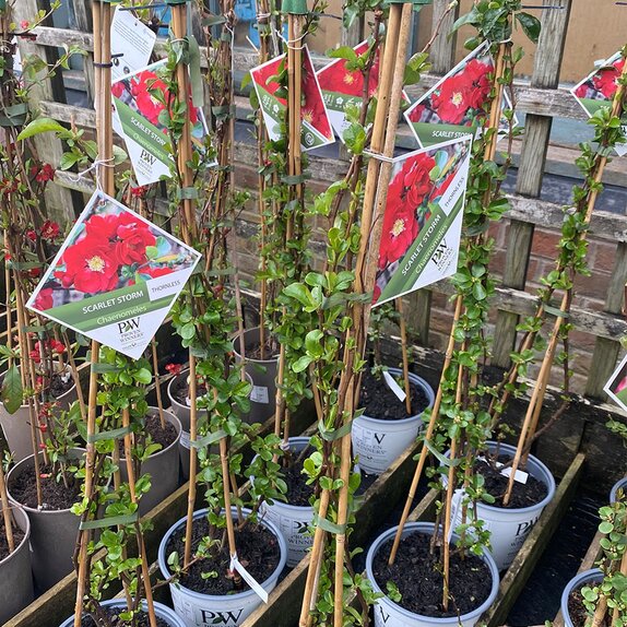 Chaenomeles speciosa Scarlet Storm