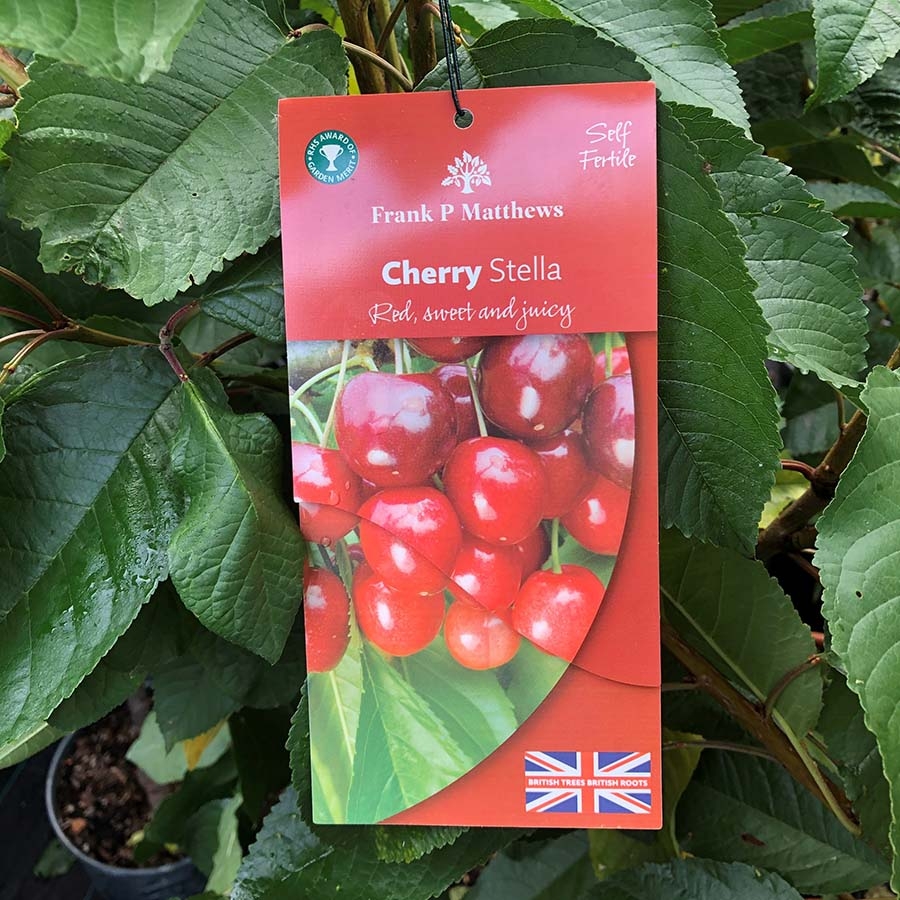 Cherry Tree Stella - Knights Garden Centres