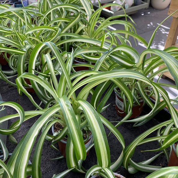 Chlorophytum com. 'Bonnie' Spider Plant