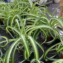 Chlorophytum com. 'Bonnie' Spider Plant