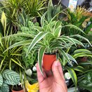 Chlorophytum com. 'Ocean' (Spider Plant)