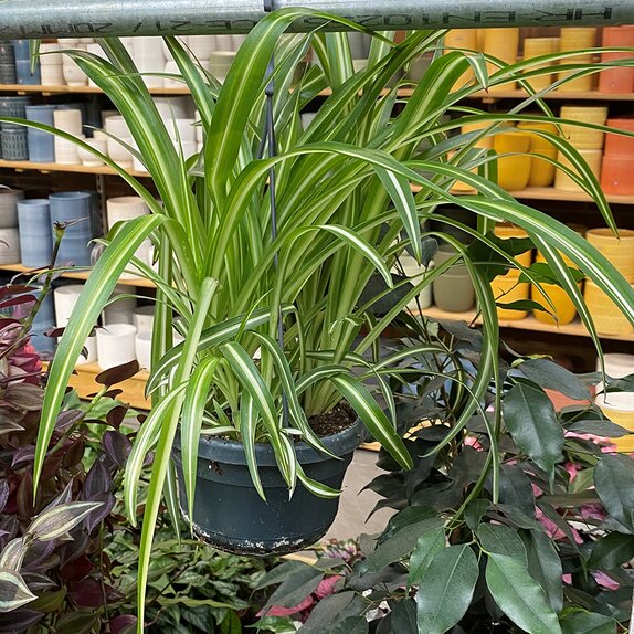 Chlorophytum com. 'Variegatum' hanging pot