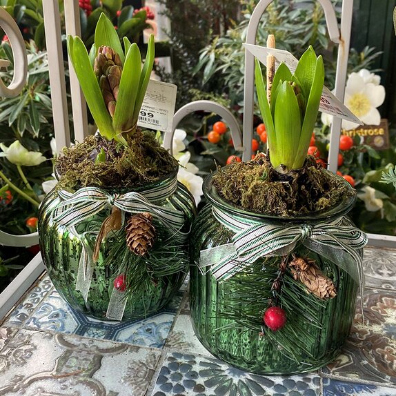 Christmas Glass Urn with Hyacinth