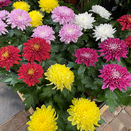 Chrysanthemum 'Supernova' 