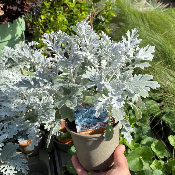 Cineraria Silver Leaf 11cm pot