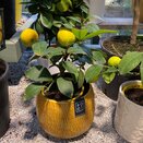 Citrus meyeri 'Meyer' lemon Mini Stem