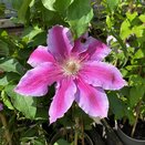 Clematis Dr Ruppel