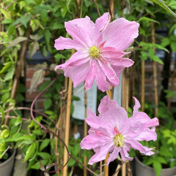 Clematis montana Broughton Star - image 1