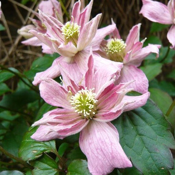 Clematis montana Broughton Star - image 2