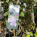 Clematis montana Giant Star