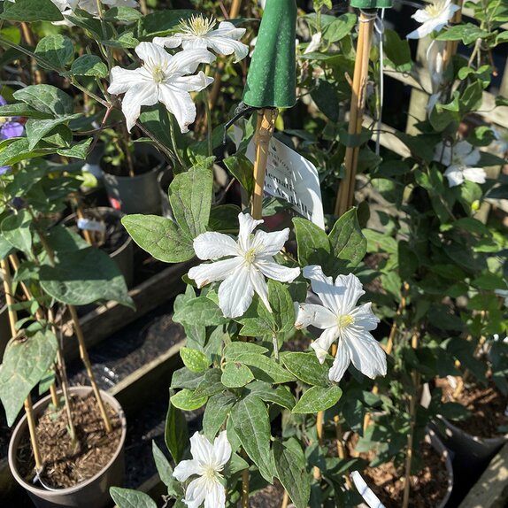 Clematis x White Arabella