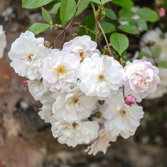 Climbing Rose Adelaide D'Orleans by David Austin