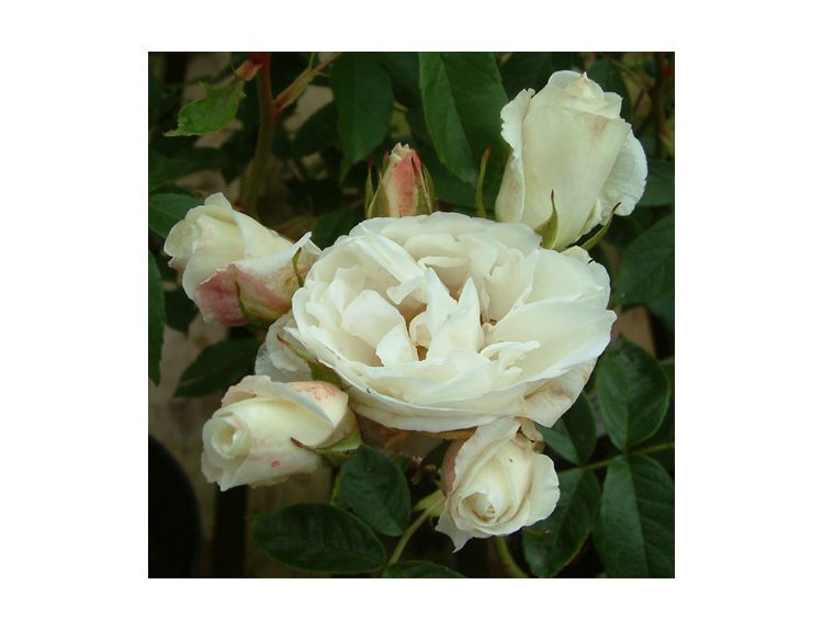 Climbing Rose Iceberg - image 1