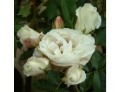 Climbing Rose Iceberg - image 1