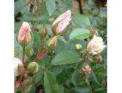 Climbing Rose Iceberg - image 2