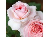 Climbing Rose James Galway by David Austin