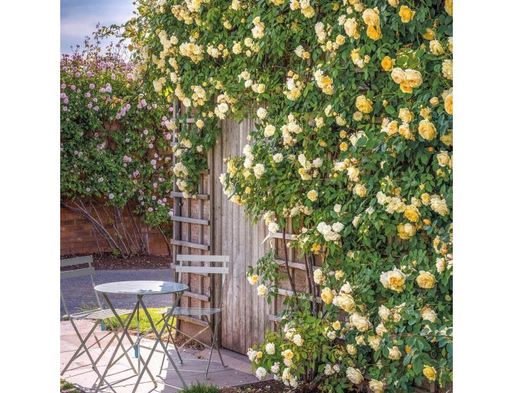 Climbing Rose Malvern Hills Rambler by David Austin - image 1