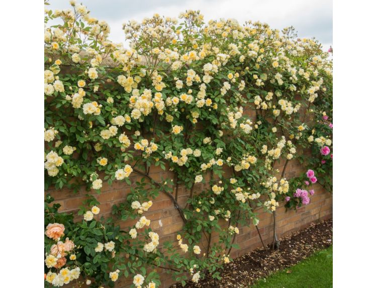 Climbing Rose Malvern Hills Rambler by David Austin - image 2