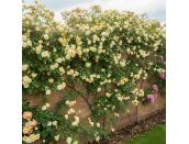 Climbing Rose Malvern Hills Rambler by David Austin - image 2