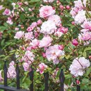 Climbing Rose Mary Delany by David Austin - image 2