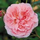 Climbing Rose Strawberry Hill by David Austin - image 1