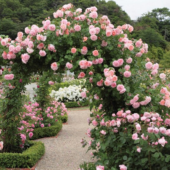 Climbing Rose Strawberry Hill by David Austin - image 2