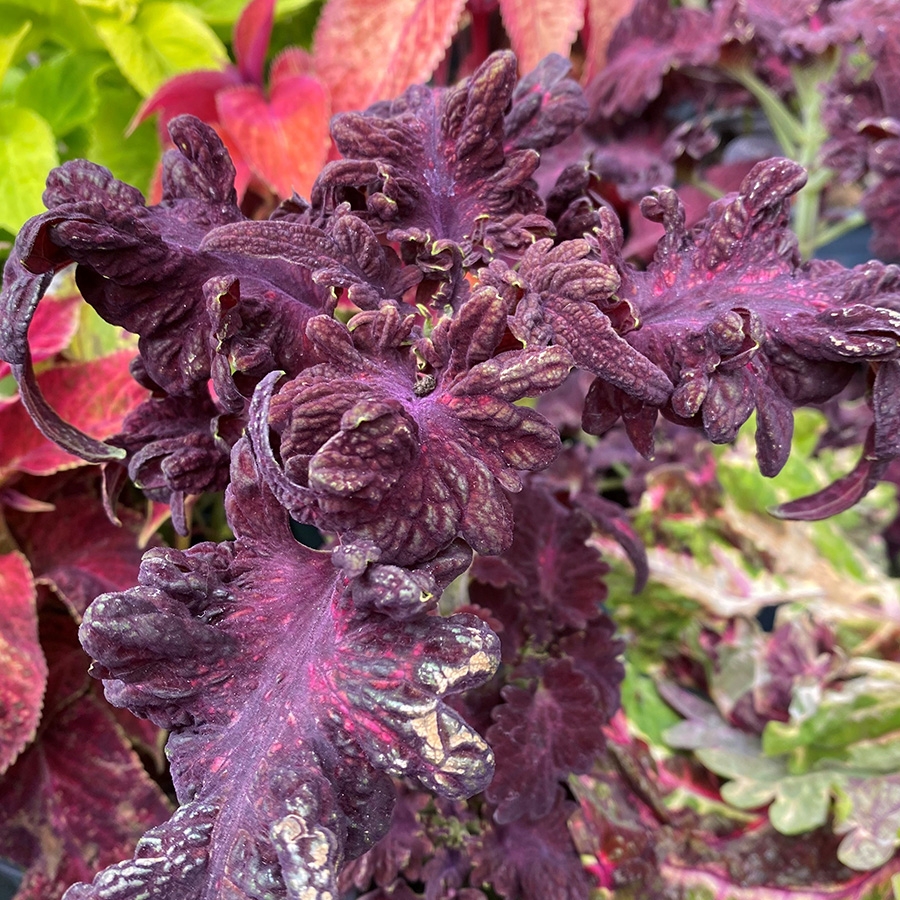 Coleus Black Dragon 1 Litre Pot Knights Garden Centres   Coleus Black Dragon 1 Litre Pot 900x900 6475ec8c0010c Src 