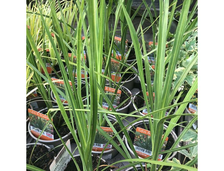 Cordyline Australis