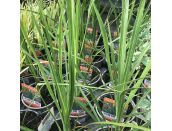 Cordyline Australis