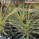 Cordyline Lime Passion