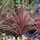 Cordyline Red Star 1.5 litre pot