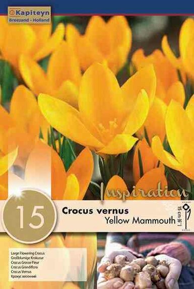 Crocus Large Flowering Yellow Mammouth