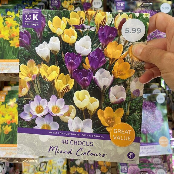 Crocus Mixed Colours Great Value Pack