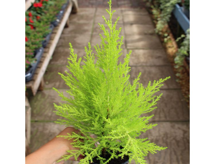 Cupressus Goldcrest Wilma 11cm pot