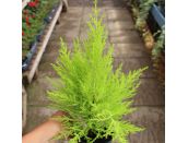 Cupressus Goldcrest Wilma 8cm pot