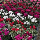 Cyclamen 10.5cm pot