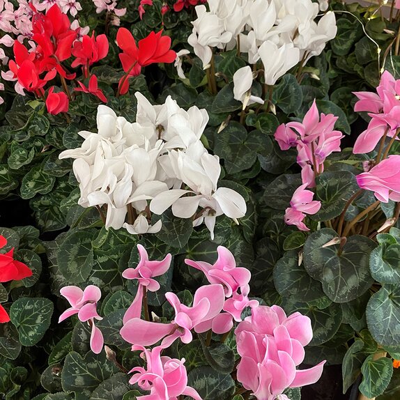 Cyclamen assorted