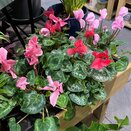 Cyclamen GR 'Leopardo'