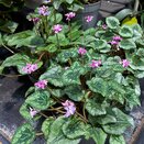 Cyclamen KL 'Metis Origami'