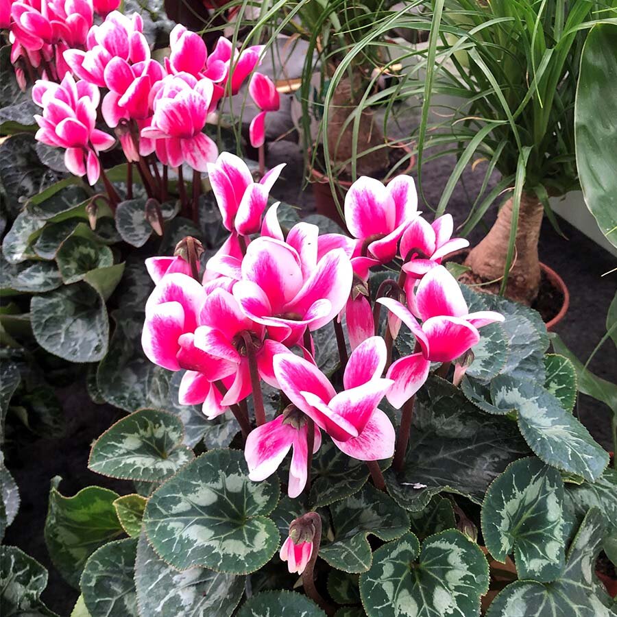 Cyclamen Pink Bicolour - Knights Garden Centres