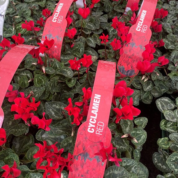 Cyclamen Red 6 pack