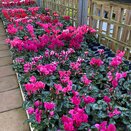 Cyclamen Tianis 10.5cm pot