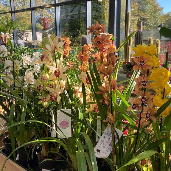 Cymbidium mix